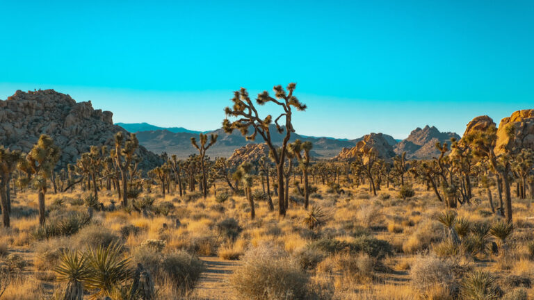 Unterwegs im Joshua-Tree-Nationalpark