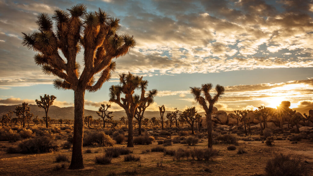 usa-westkueste-surfen-und-sierras-traveljunkies-unsplash-cedric-letsch