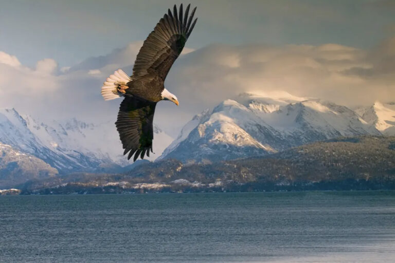 Seeadler im Flug