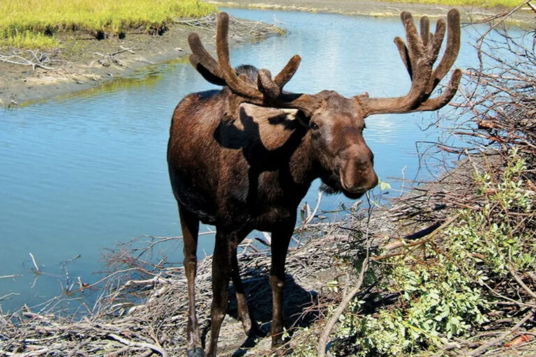 Wildtiersichtungen sind keine Seltenheit