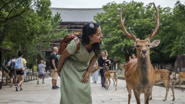 Zutrauliche Rehe in Nara