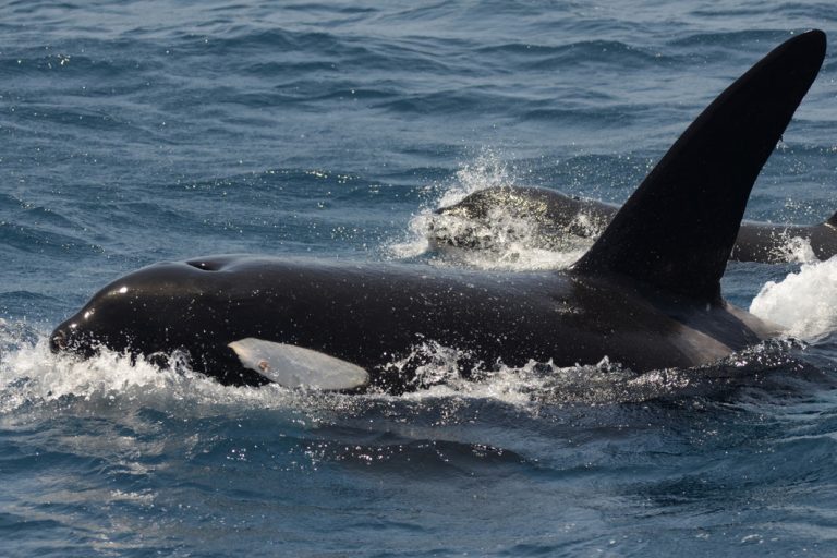 Killerwale zu sichten ist ein ganz besonderes Erlebnis