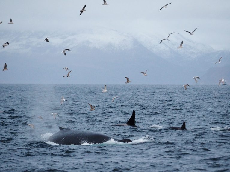 Wale fühlen sich in den kalten Gewässern Norwegens ebenfalls sehr wohl