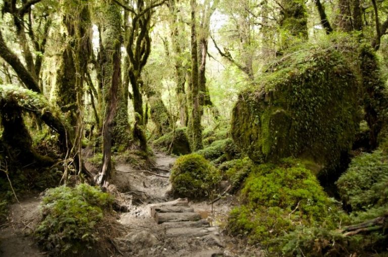 Der „Zauberwald“ im Queulat Nationalpark