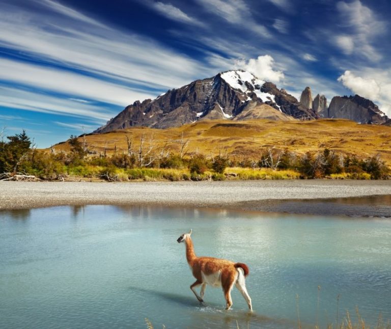 Alpakas prägen das Landschaftsbild Patagoniens