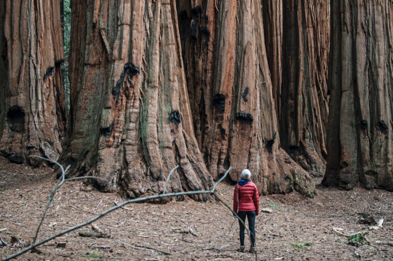 Im Sequoia Nationalpark fühlt man sich ganz klein neben den Baumriesen