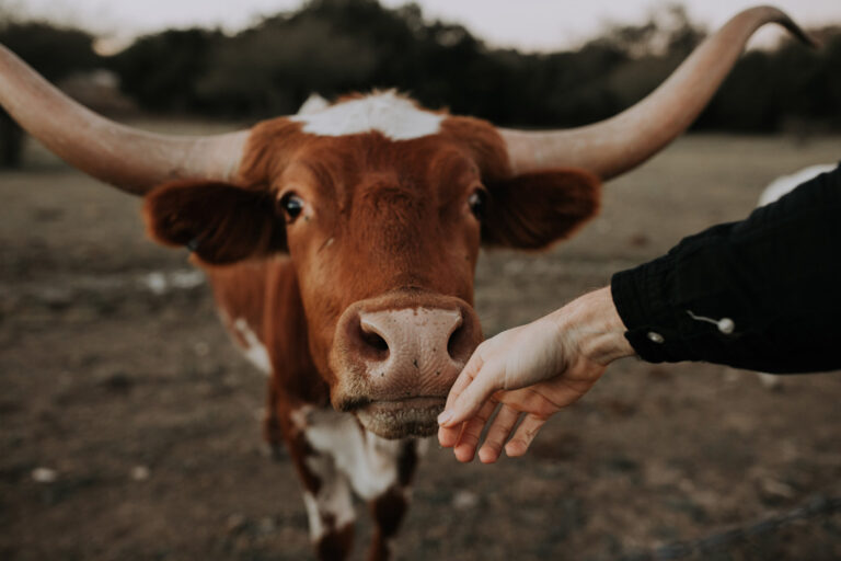 Willkommen im Land der Cowboys!