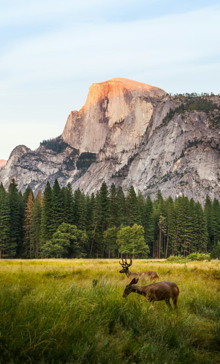 Landschaft des Yosemite Valley