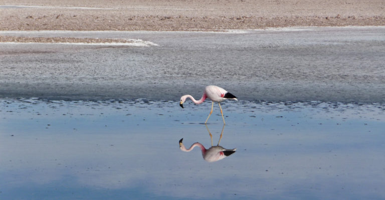 Ein Flamingo auf Nahrungssuche