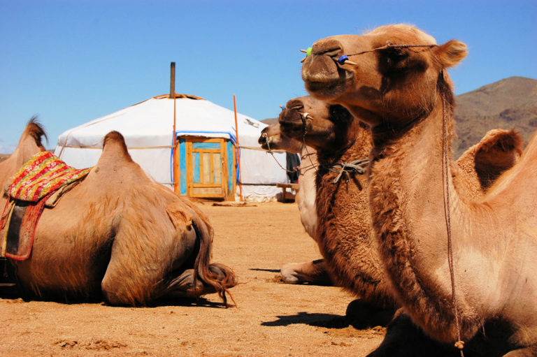 Die Wüste Gobi auf einem Kamelrücken erforschen