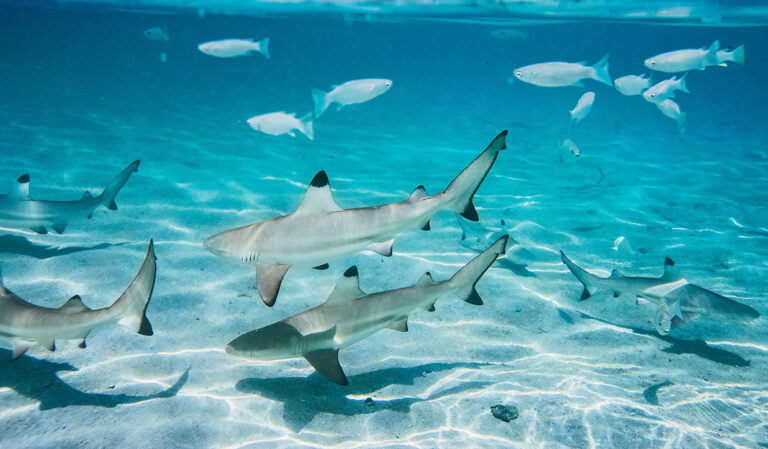 Riffhaie tummeln sich im Wasser