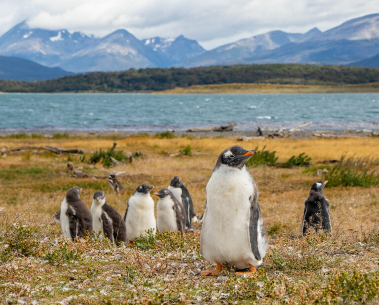 Auch Pinguine gibt es in Feuerland