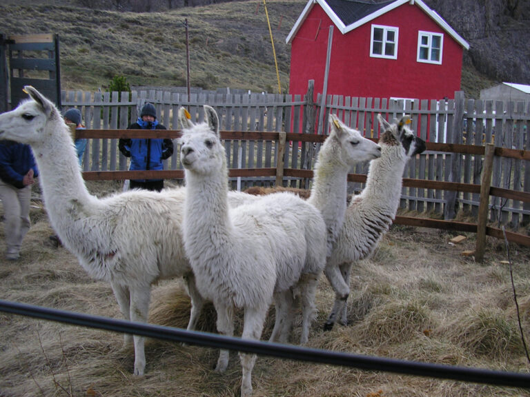 Lamas werden auch gerne zum Tragen von Gepäck eingesetzt