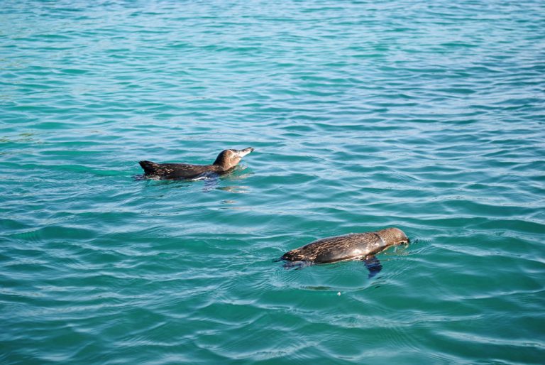 Sogar Pinguine gibt es auf den Galapagos Inseln