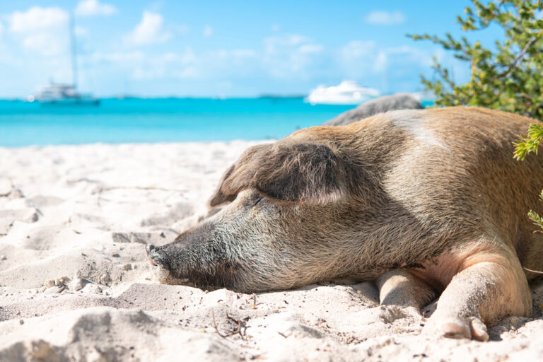 Schweine am Strand gibt es auf Big Major Cay