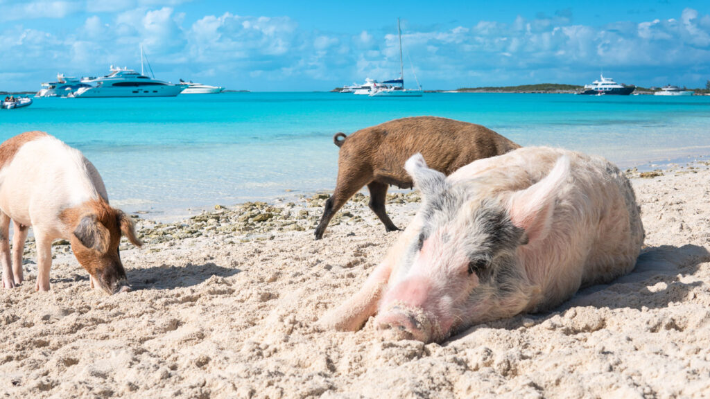 Bahamas segeln mit Katamaran traveljunkies