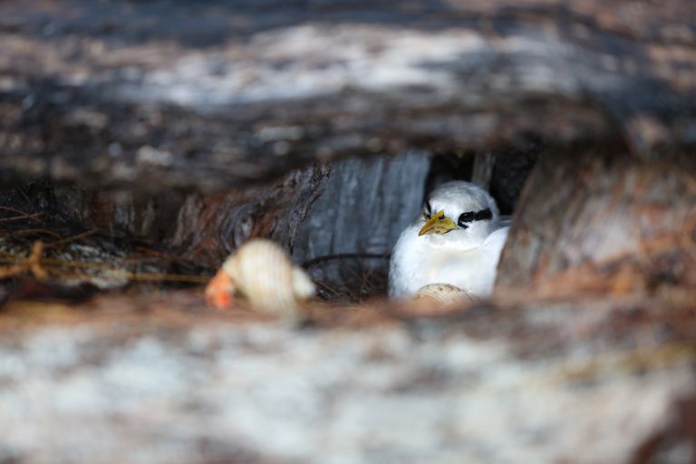 Endemische Vogelarten