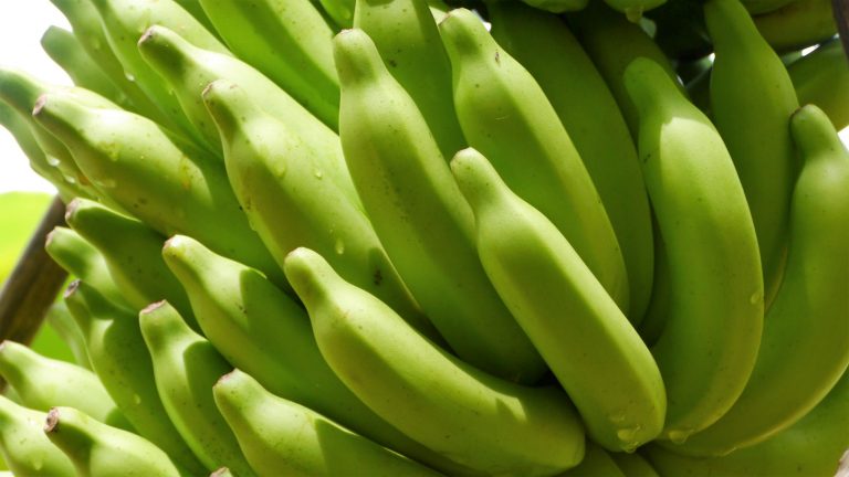 Ausflug zur Bananenplantage auf Barbados