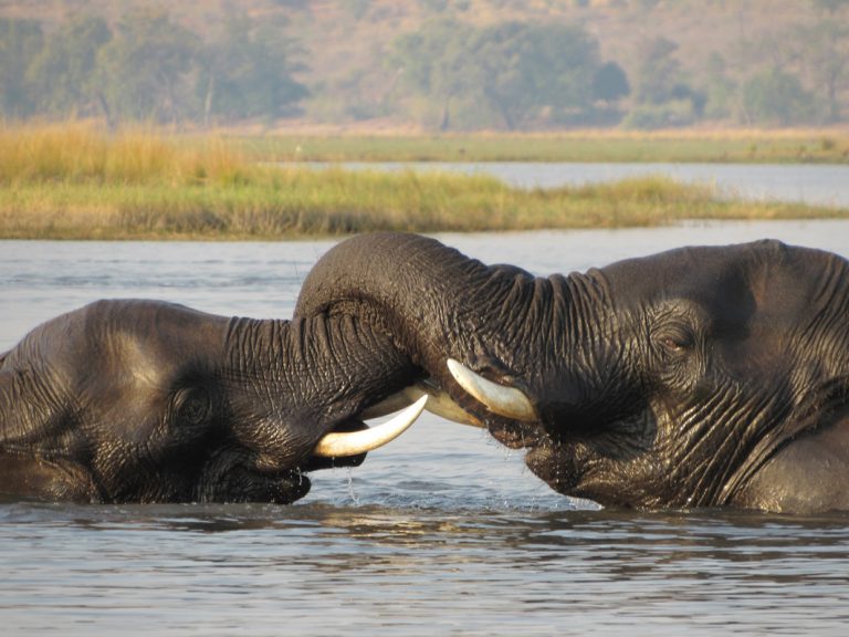 Elefanten im Chobe Nationalpark