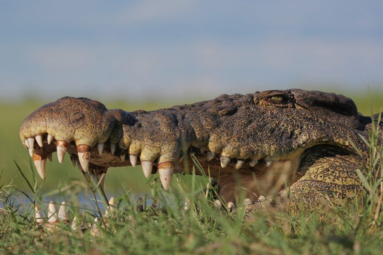 Krokodil im Chobe Nationalpark