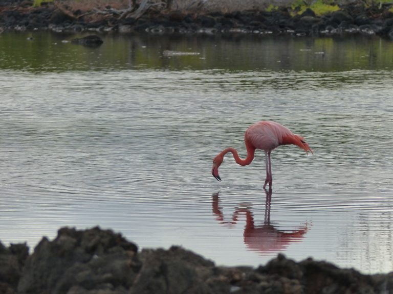 Flamingo auf Nahrungssuche