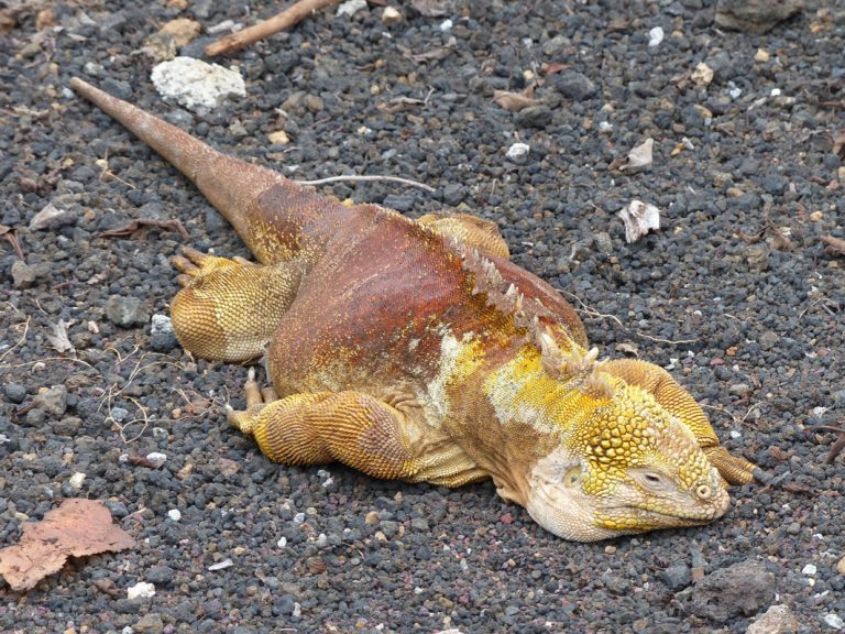 Faszinierender Landleguan auf Galapagos