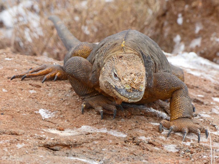 Gelber Landleguan auf Pirsch