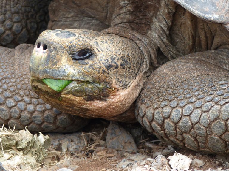 Galapagos Riesenschildkröte