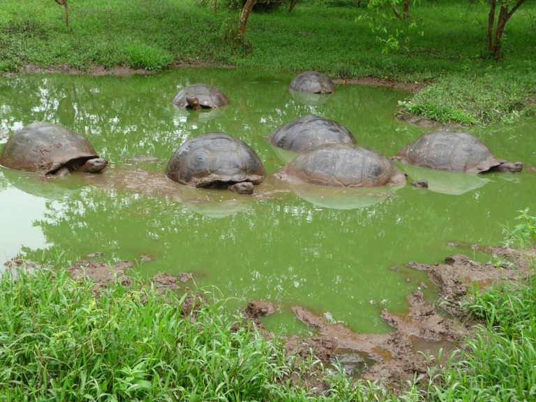 Galapagos Riesenschildkröten auf Santa Cruz
