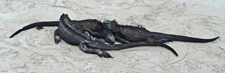 Schwarze Meerechsen wärmen sich am Strand auf