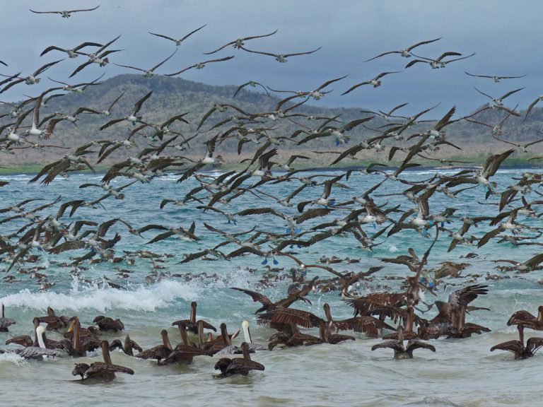 Vogelschwarm am Strand