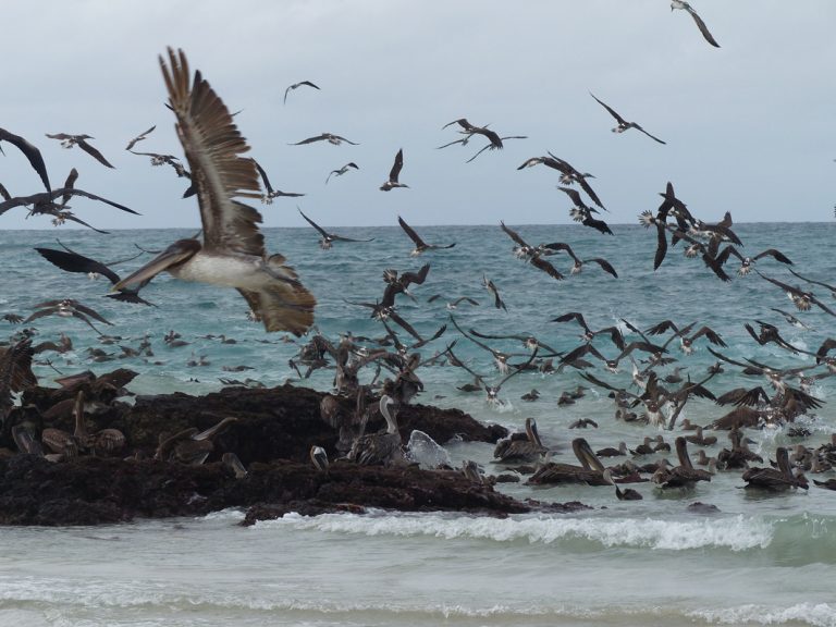 Vogelschwarm mit Pelikanen und Blaufußtölpeln