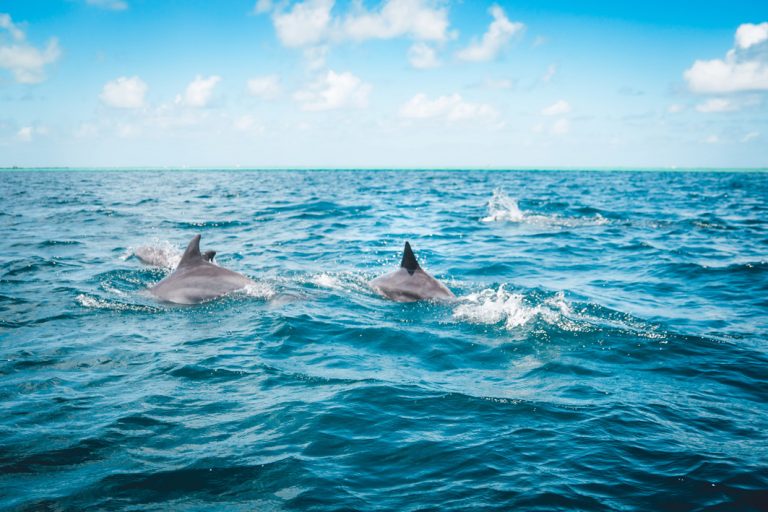 Schwimmen mit Delfinen