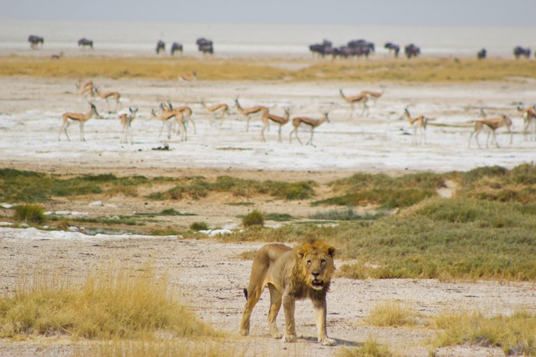 Löwe und Antilopen im Etosha Nationalpark