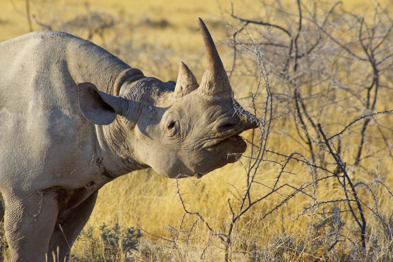 Nashorn im Etosha Nationalpark