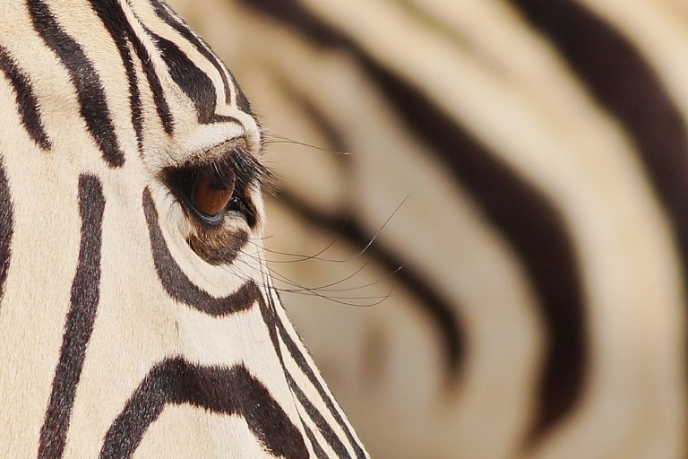 Zebra im Etosha Nationalpark