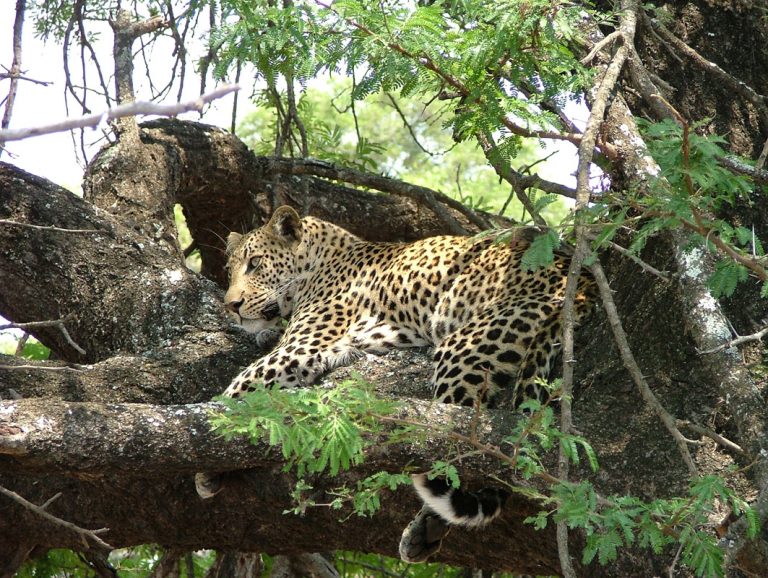 Leopard im Krüger Nationalpark