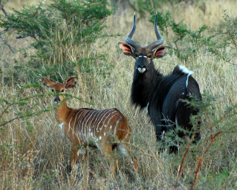 Antilopen im Mkuzi Wildreservat
