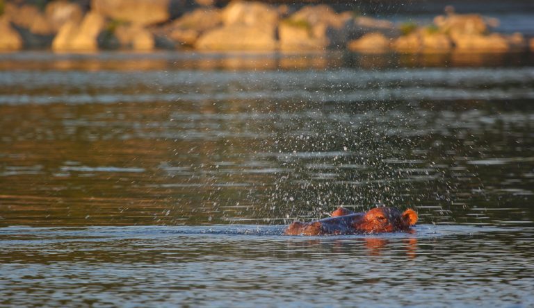 Flusspferd in Sicht!