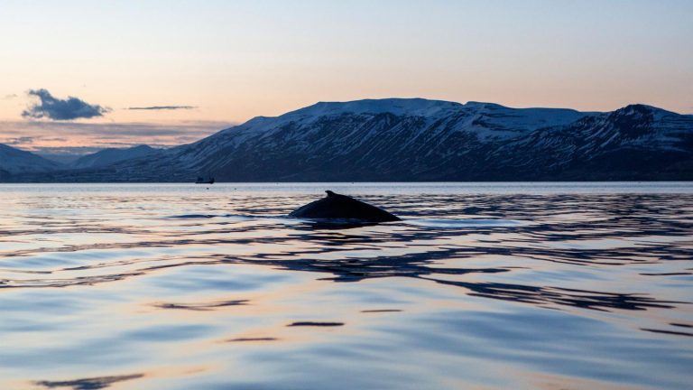 Walbeobachtung in Akureyri