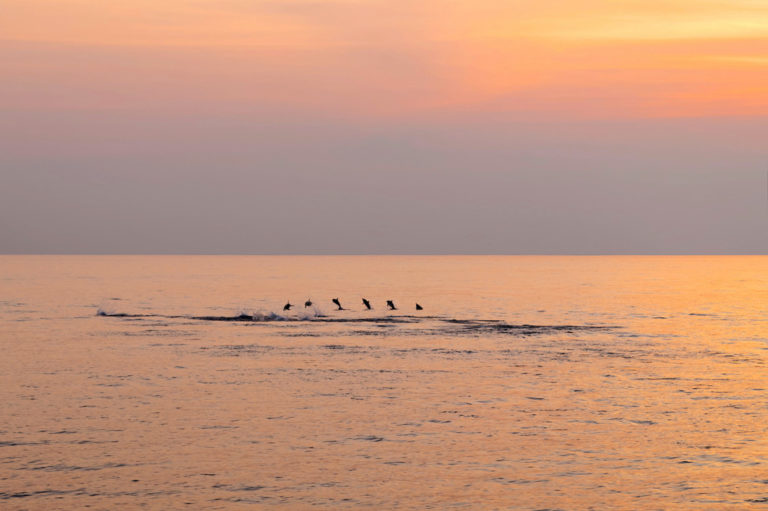 Delfine springen bei Sonnenuntergang