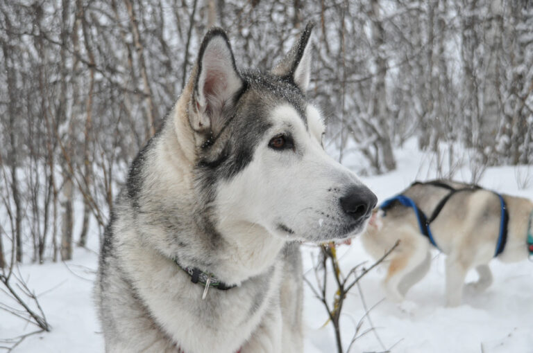 In Begleitung der zuverlässigen Huskies