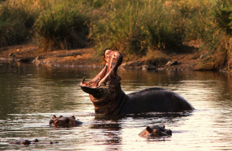 Flusspferde in Südafrika