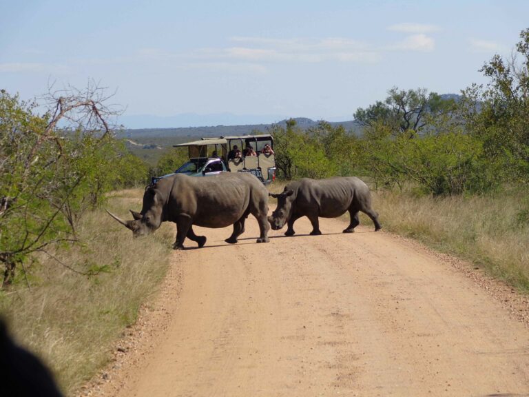 Safari im Krüger Nationalpark