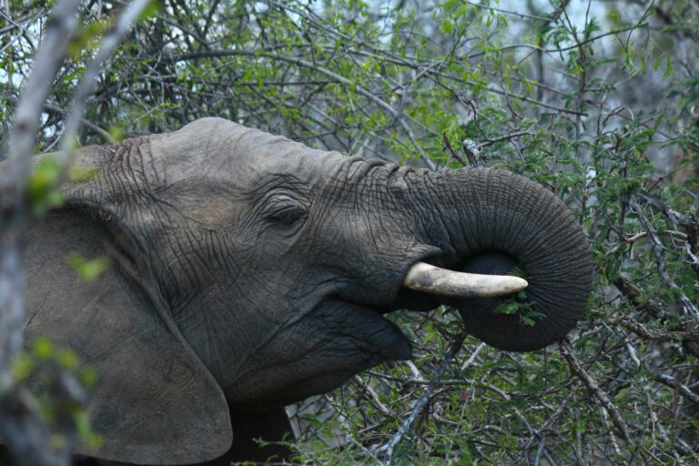 Elefant im Krüger Nationalpark