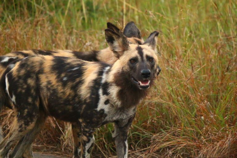 Afrikanischer Wildhund im Krüger Nationalpark