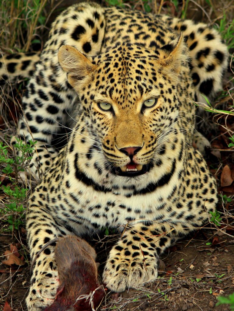 Leopard im Krüger Nationalpark