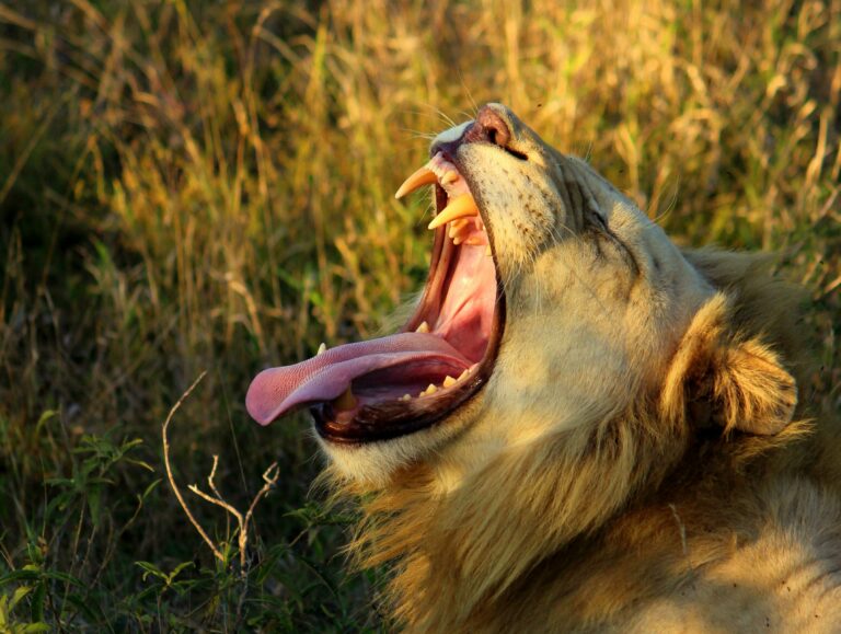 Guten Morgen Afrika!