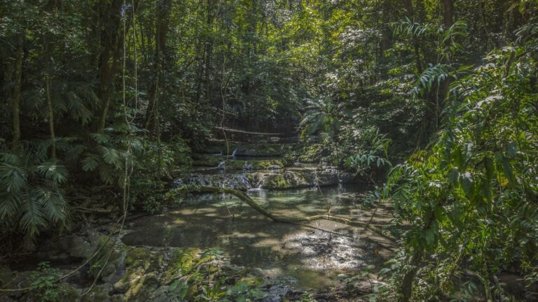 Jungle Walk in Palenque, Mexiko