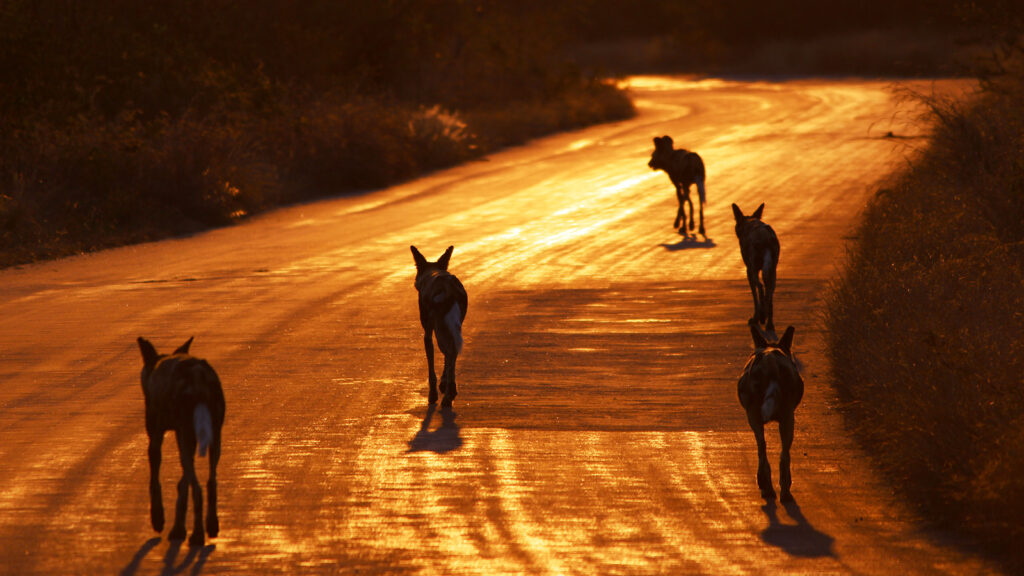 Sonnenuntergang im Kürger Nationalpark